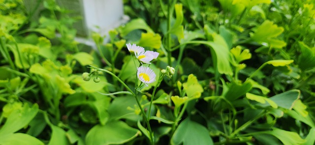 Free Garden Flower photo and picture