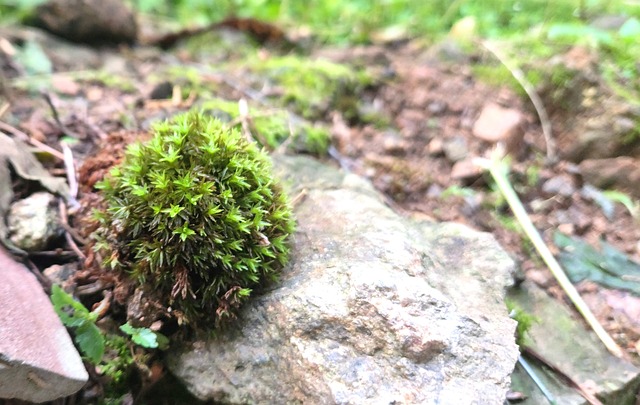 Free Moss Abstract photo and picture