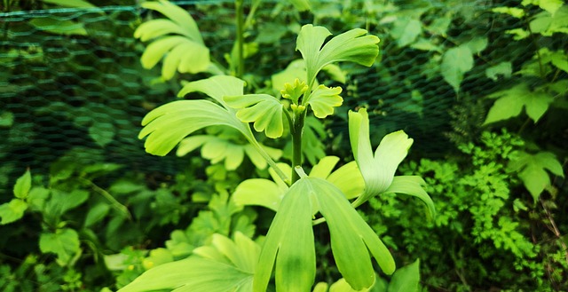 Free Plant Nature photo and picture