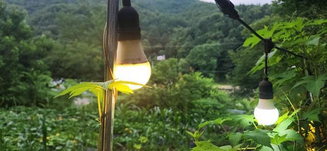 Free Lantern Nature photo and picture