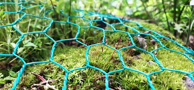 Free Moss Green photo and picture