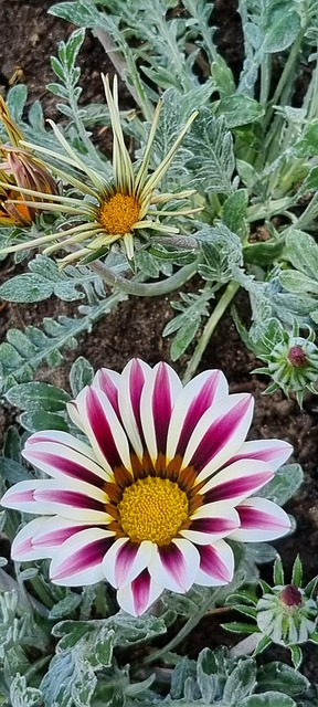 Gazania, Naturaleza, Flora, Pétalos