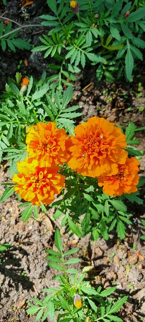 Galbenele, Flora, Naturaleza, Planta