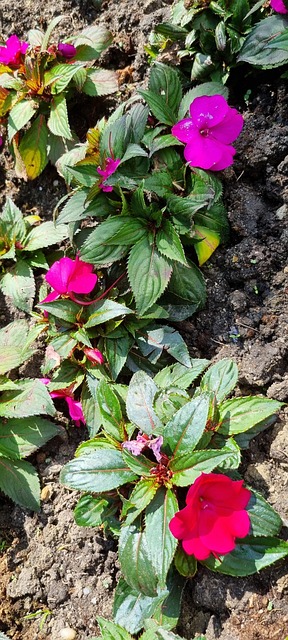 Impacientes, Naturaleza, Flor, Planta