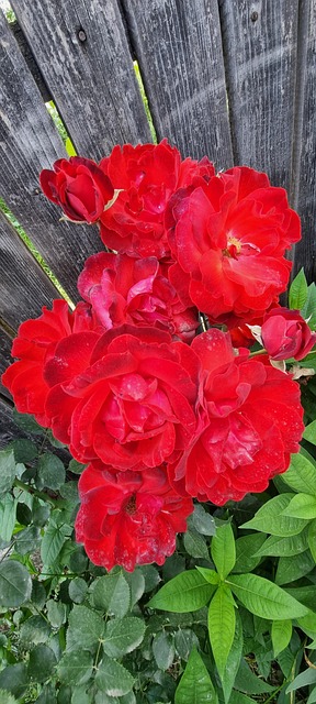 Trandafiri, Flora, Naturaleza, Planta