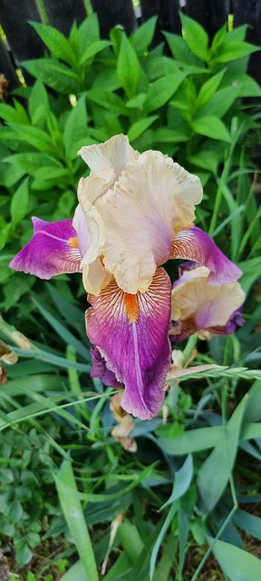 Iris, Naturaleza, Flor, Jardín, Planta