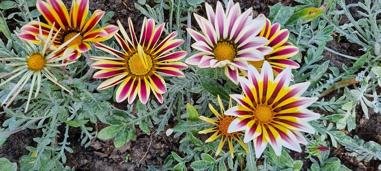 Gazania, Naturaleza, Flori, Bloom, Flora