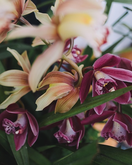 Free Flower Orchid photo and picture