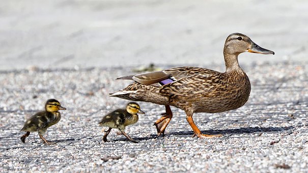 Patos, Natureza, Marreco