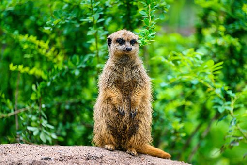 Suricata, Mamífero, Animais Selvagens