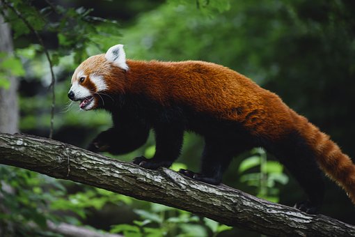 Panda, Urso, Peludo, Bonitinho