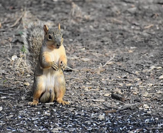 Download free HD stock image of Squirrel Fox Squirrel Free Squirrel Fox Squirrel photo and picture