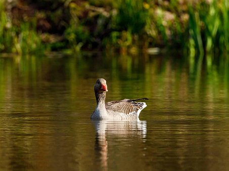 Free Goose Bird photo and picture
