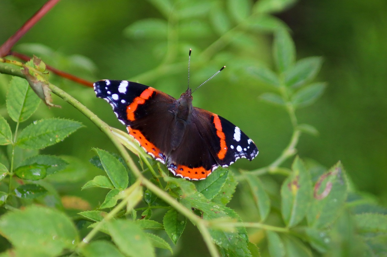 Butterfly Insect Antennae - Free photo on Pixabay