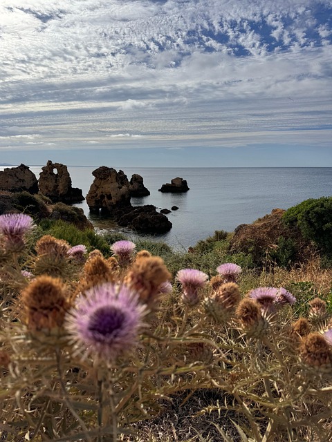 Free Flores Flower photo and picture