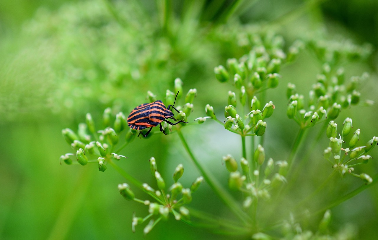 Frip Insect Strip Bug Insect - Free photo on Pixabay - Pixabay