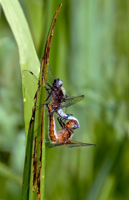 Download free HD stock image of Dragonfly Scarce Chaser Free dragonfly scarce chaser pair illustration