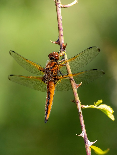 Libelle, Insekt, Tier, Flügel