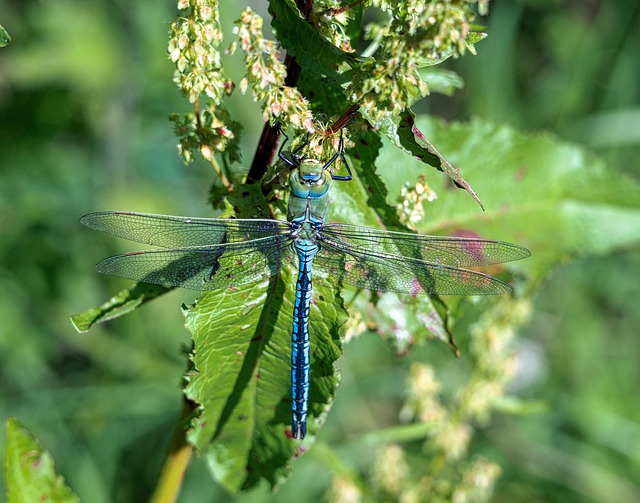 Libel, Insect, Vleugels, Keizer, Odonata