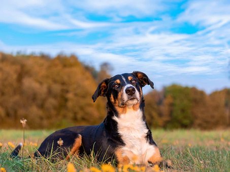 Free Dog Pet photo and picture