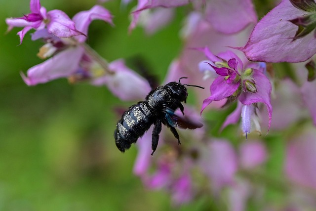 Free Bumblebee Insect photo and picture