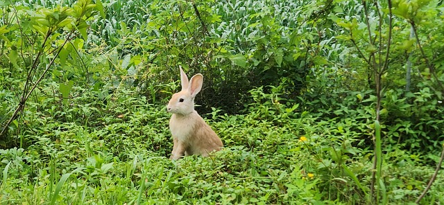Free Rabbit Peaceful photo and picture