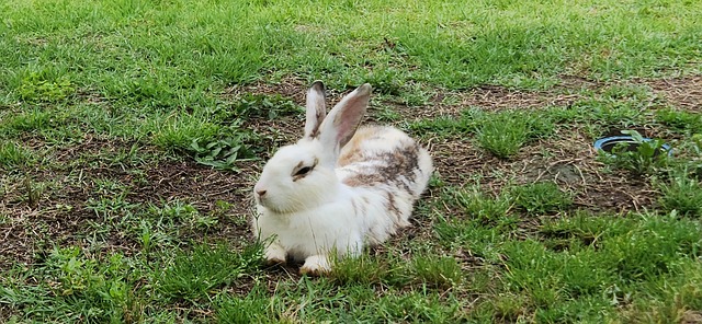 Free Break Rabbit photo and picture