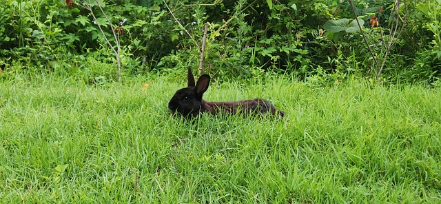 Free Park Grass photo and picture