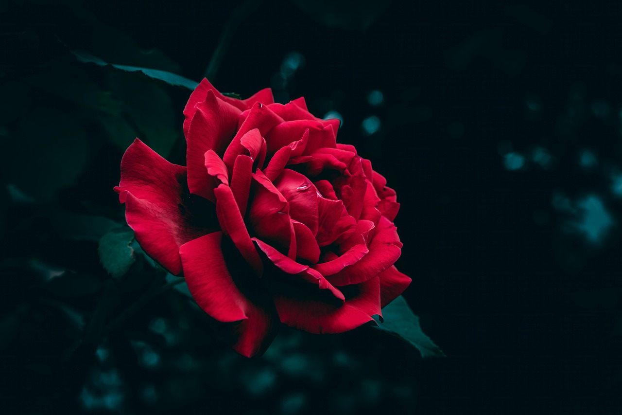 Bloom Blooming Flower - Free photo on Pixabay - Pixabay