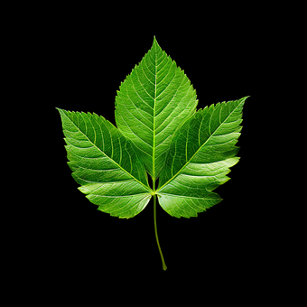 Free Leaf Nature photo and picture