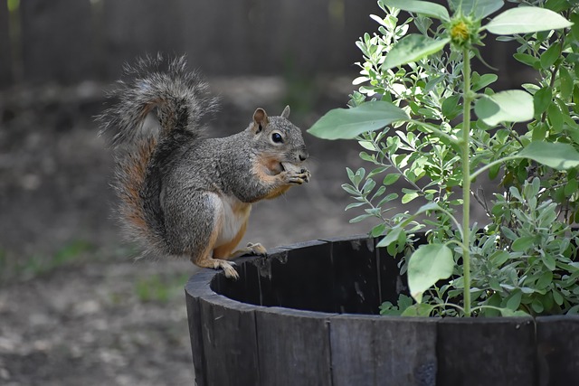 Free Squirrel Fox Squirrel photo and picture