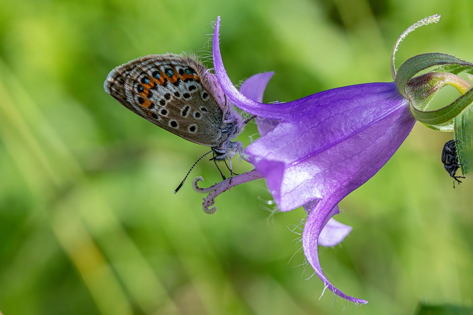 Nature Bloom Fleurir - Photo gratuite sur Pixabay - Pixabay
