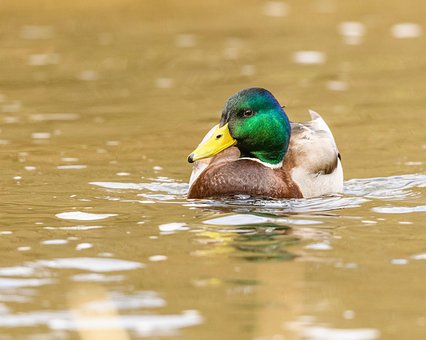 Free Duck Bird photo and picture