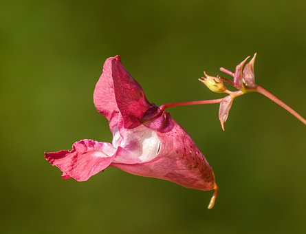 Free Flower Pink Flower photo and picture