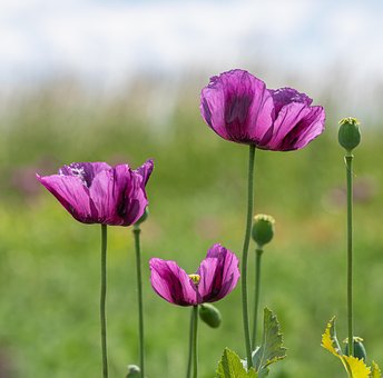 Free Flowers Poppies photo and picture