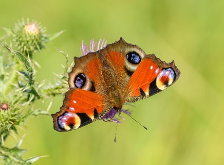 Free Peacock Butterfly Butterfly photo and picture