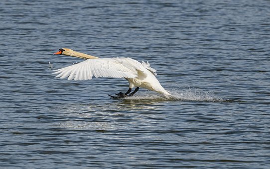 Free Swan White Swan photo and picture