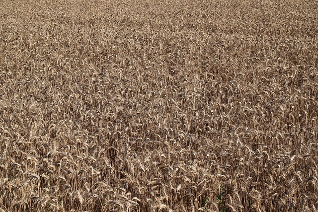 Free Wheat Food photo and picture