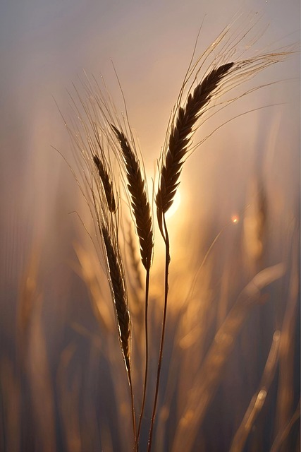 Free ai generated corn field illustration