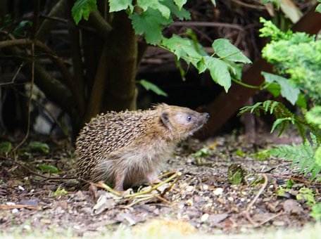Free Garden Hedgehog photo and picture