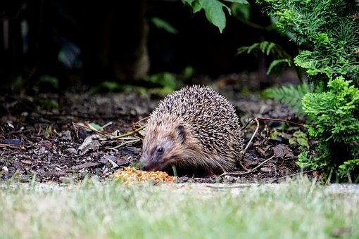 Free Hedgehog Spur photo and picture