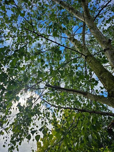 Free Birch Plant photo and picture