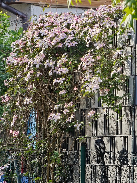 Free Garden Clematis photo and picture