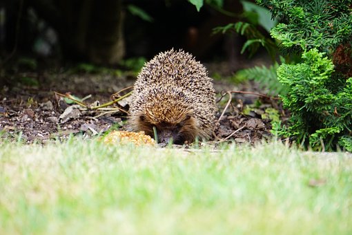 Free Hedgehog Prickly photo and picture