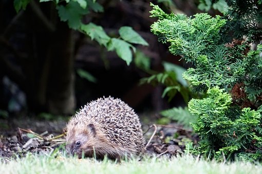 Free Hedgehog Spur photo and picture