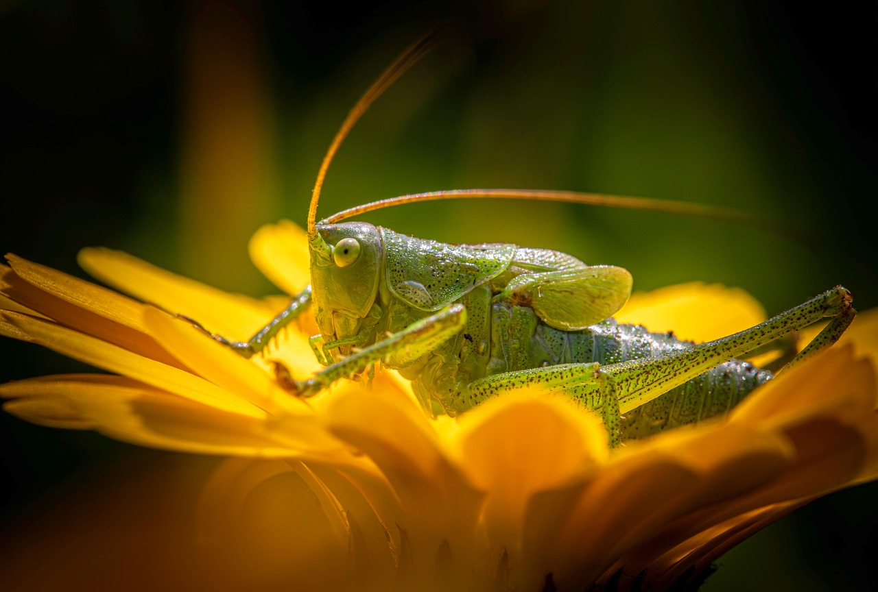 pixabay-pixabay