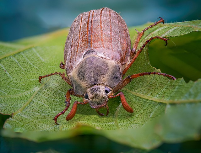 Free Cockchafer Beetle photo and picture