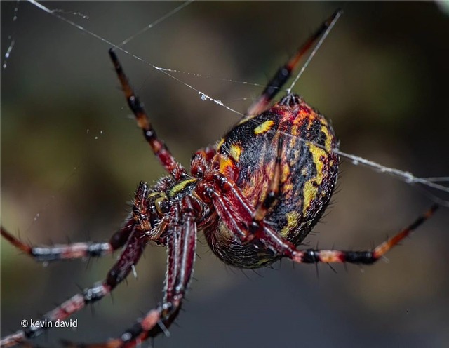 Araña De Jardín Garden Spider - Foto gratis en Pixabay