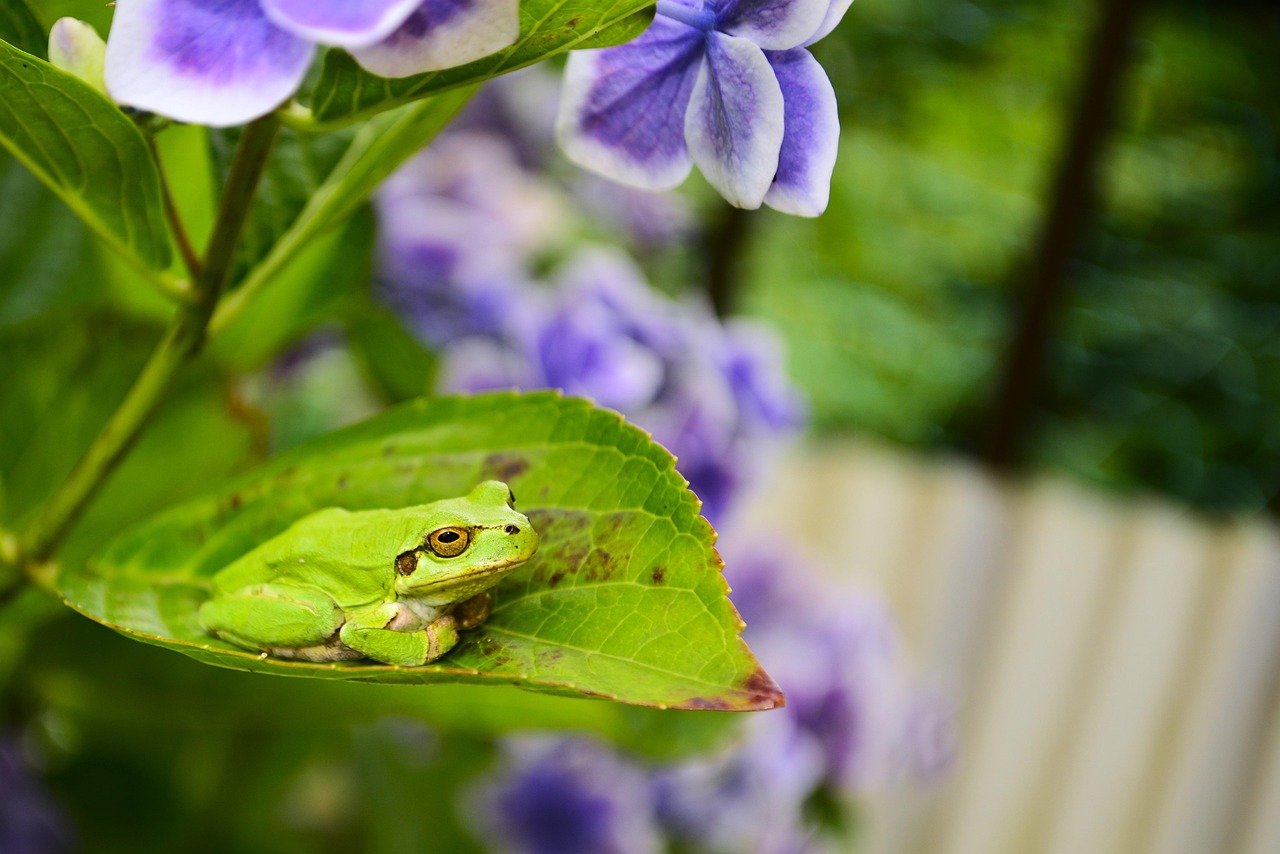 Tree Frog - free online jigsaw puzzle photo