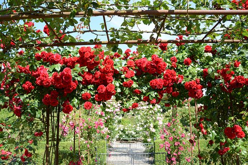 Roser, Blomster, Blomst, Natur, Blomstre